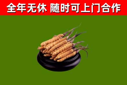保靖烟酒回收冬虫夏草.jpg